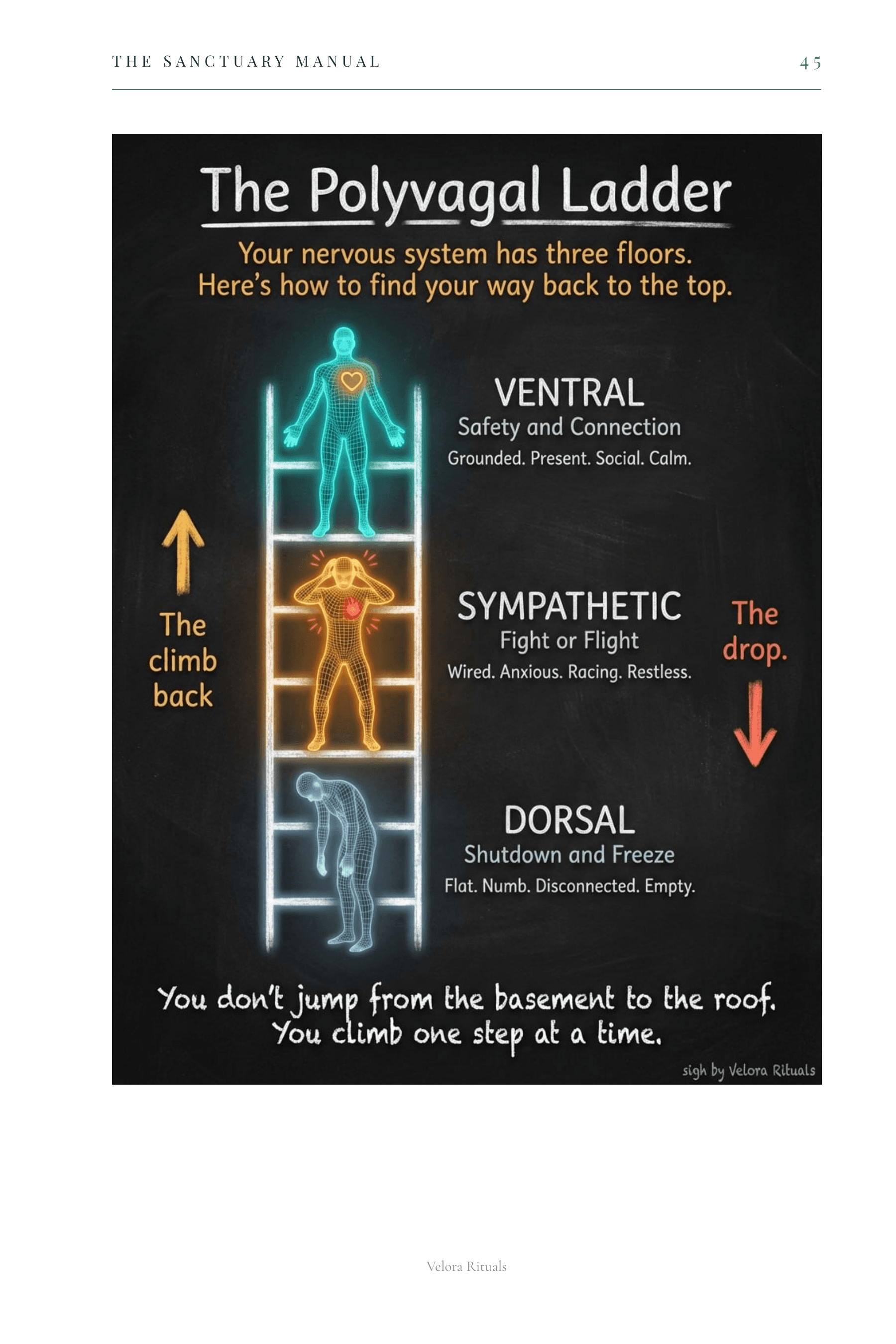 Polyvagal Ladder page with three glowing figures for wired, flat, and regulated states
